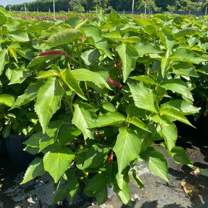 Chenille Plant Acalypha hispida 10 inch pot FREE Shipping East Coast and Central States image 5