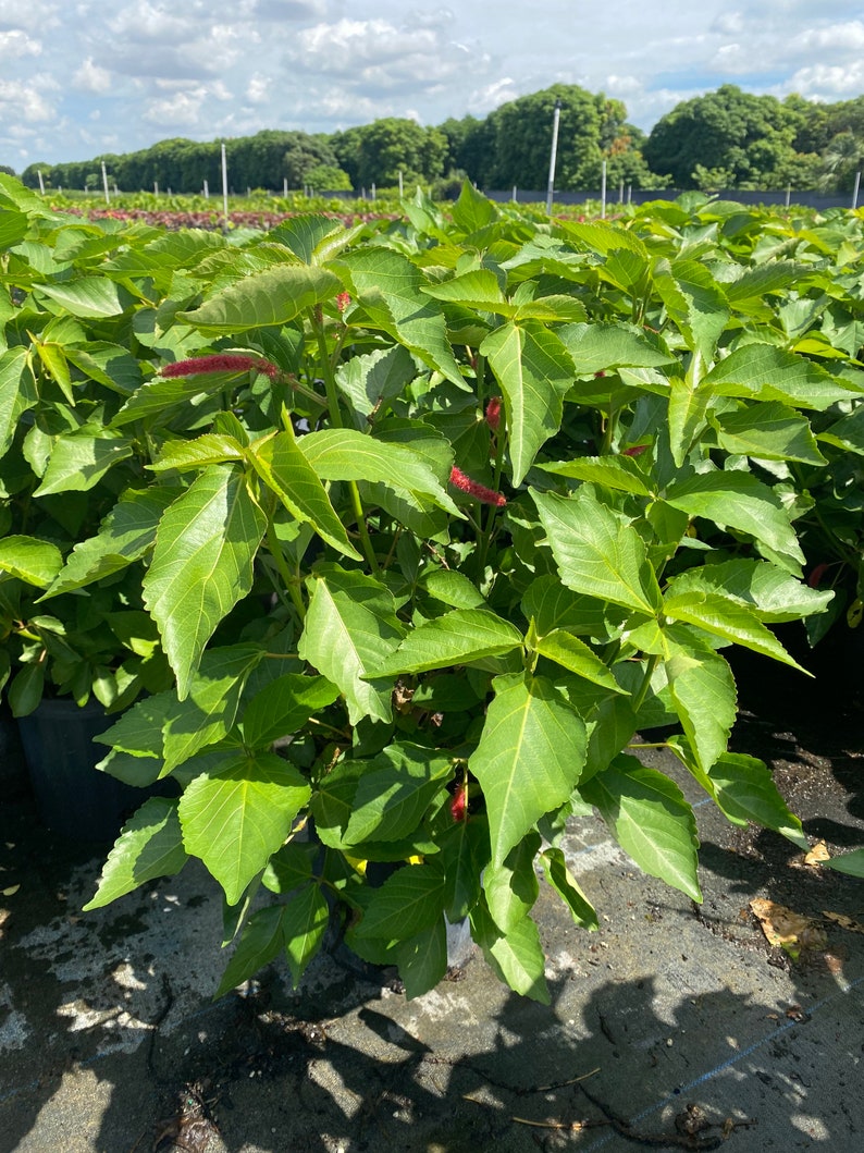 Chenille Plant Acalypha hispida 10 inch pot FREE Shipping East Coast and Central States image 5