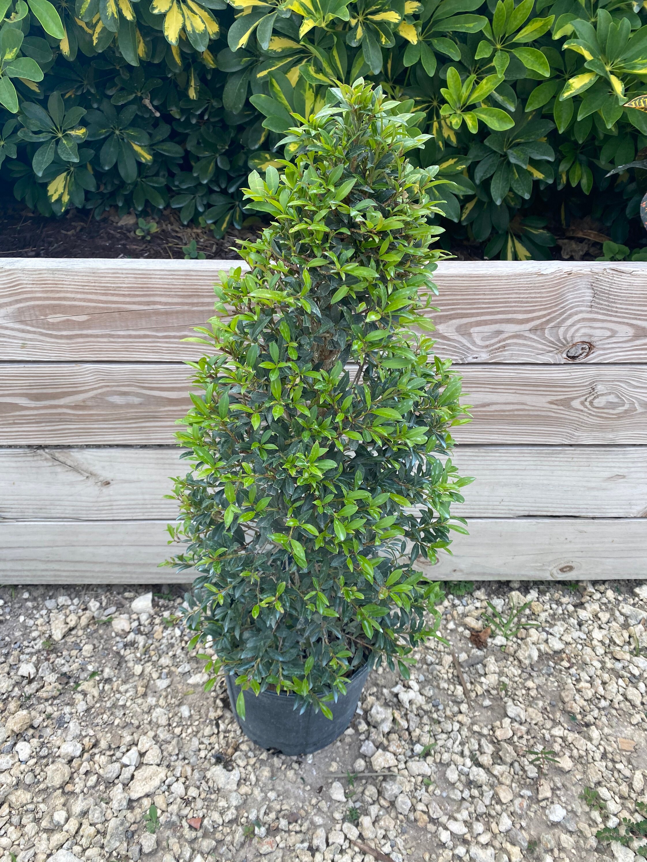 10 inch pot Eugenia myrtifolia Topiary Cone Shape | Etsy