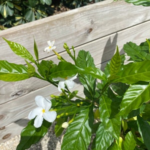 Pinwheel Jasmine Tabernaemontana divaricata 10 inch pot FREE Shipping East Coast and Central States image 7