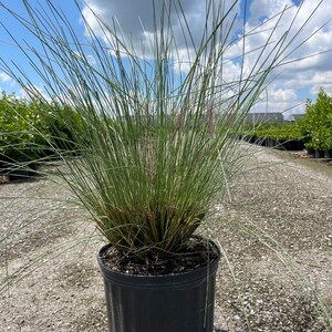 May include: A potted ornamental grass with long, slender, blue-green blades. The plant is in a black plastic pot, set against a backdrop of a sunny sky and a gravel surface. The grass has a wispy, airy appearance.