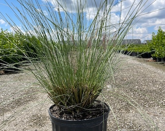 Pink Muhly Grass, Muhlenbergia capillaris 10 inch pot Live Ornamental Grass, Drought-Tolerant Perennial with Airy Pink Plumes