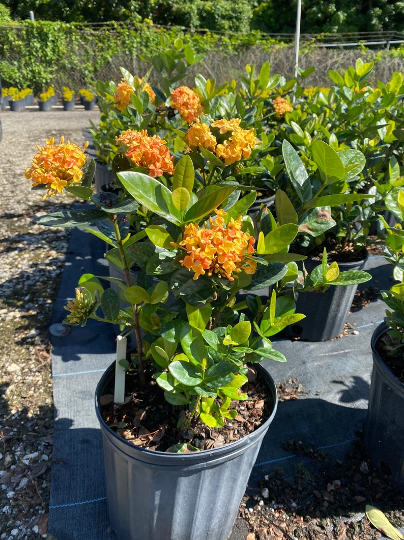 Ixora Maui Yellow Ixora Coccinea 10 Inch Pot - Etsy
