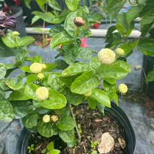 May include: A potted jasmine plant with white flowers and green leaves. The plant is in a black pot with brown soil and mulch.