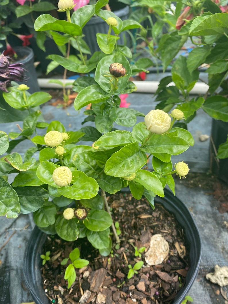 May include: A potted jasmine plant with white flowers and green leaves. The plant is in a black pot with brown soil and mulch.