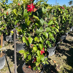 May include: A potted passionflower vine with vibrant red flowers and green leaves. The plant is in a black plastic pot and is supported by a metal stake. Other plants are visible in the background under a clear blue sky.
