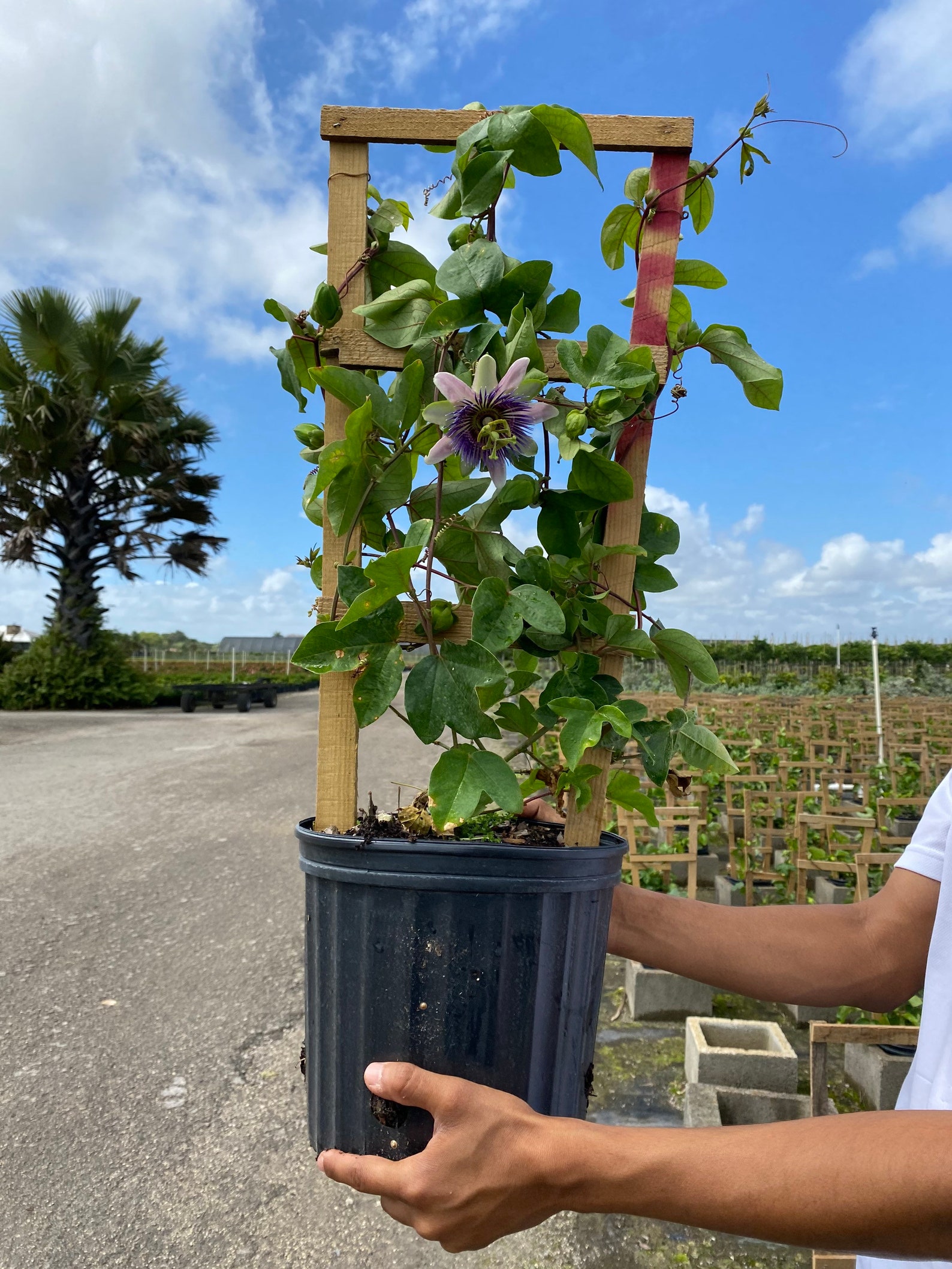 Blue Passion Vine in Trellis Passionflower Passion Flowers Etsy