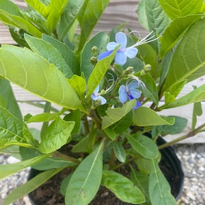 May include: A potted plant with vibrant green leaves and delicate blue flowers. The flowers have a unique shape with long, white stamens. The plant is in a black plastic pot, ready for planting.