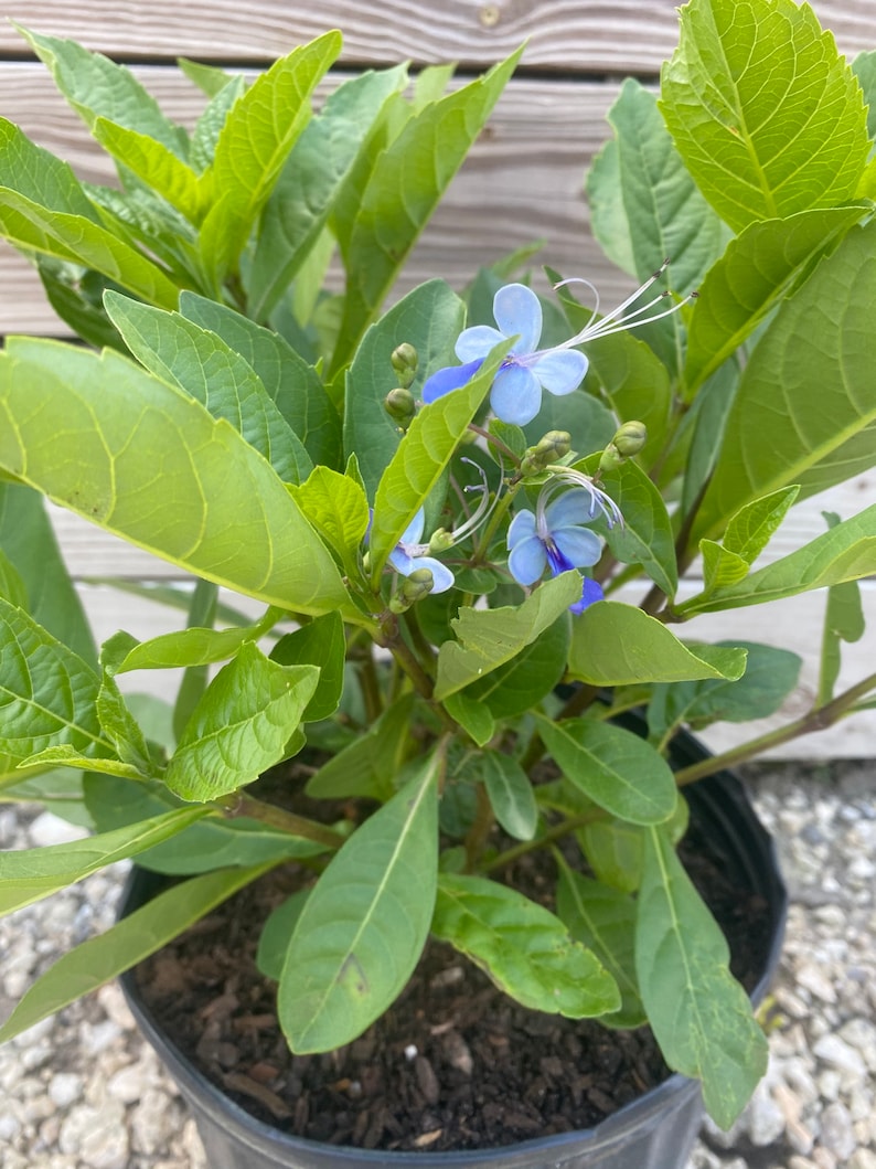 May include: A potted plant with vibrant green leaves and delicate blue flowers. The flowers have a unique shape with long, white stamens. The plant is in a black plastic pot, ready for planting.