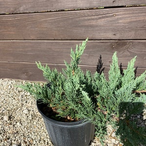 Juniper Parsoni Juniperus chinensis 10 inch pot FREE Shipping East Coast and Central States image 3