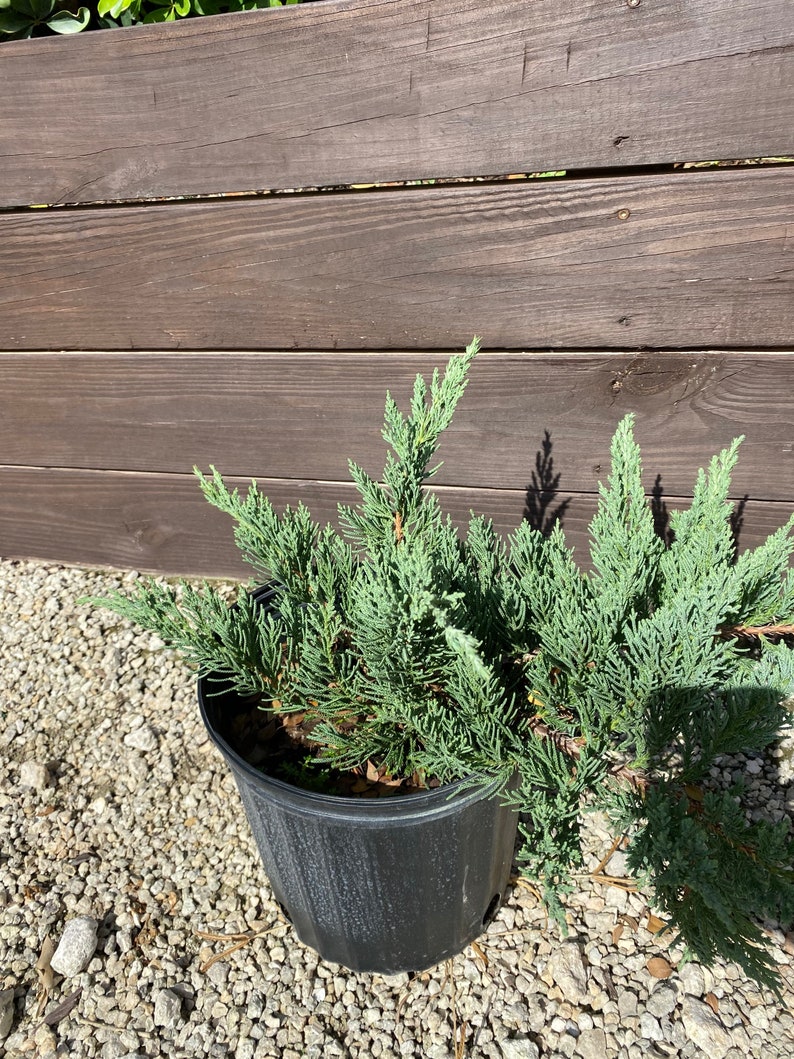Juniper Parsoni Juniperus chinensis 10 inch pot FREE Shipping East Coast and Central States image 3
