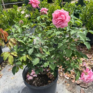 K&ouml;nnte beinhalten: Ein Topfrosenstrauch mit leuchtend rosa Bl&uuml;ten und &uuml;ppigem gr&uuml;nem Laub. Der Rosenstrauch steht in einem schwarzen Plastiktopf und zeigt mehrere voll erbl&uuml;hte Rosen und Knospen. Die Pflanze ist von anderem Gr&uuml;n umgeben.