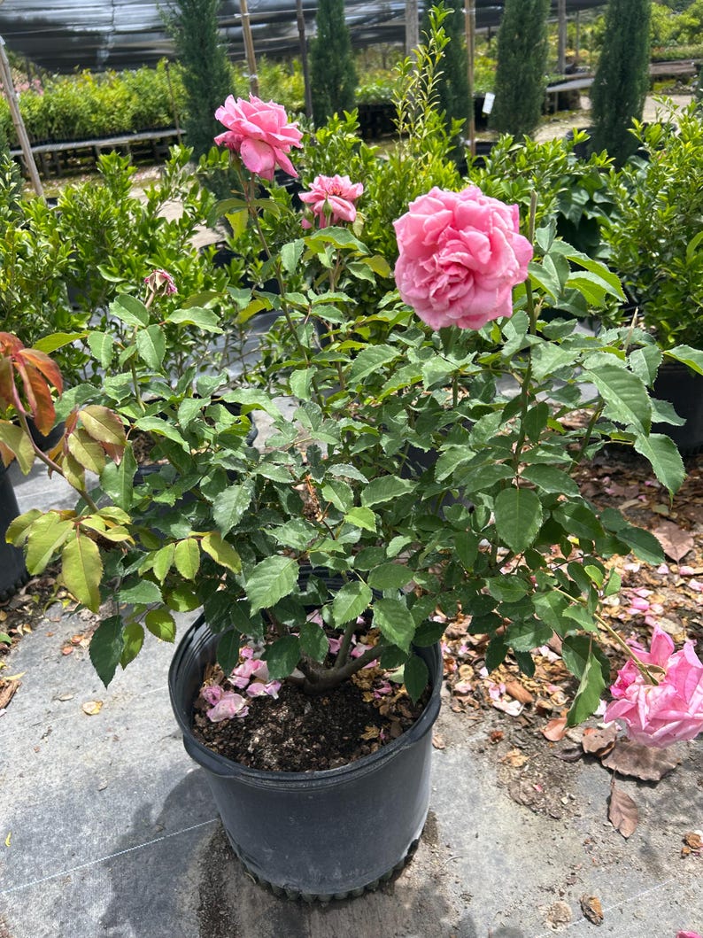 K&ouml;nnte beinhalten: Ein Topfrosenstrauch mit leuchtend rosa Bl&uuml;ten und &uuml;ppigem gr&uuml;nem Laub. Der Rosenstrauch steht in einem schwarzen Plastiktopf und zeigt mehrere voll erbl&uuml;hte Rosen und Knospen. Die Pflanze ist von anderem Gr&uuml;n umgeben.