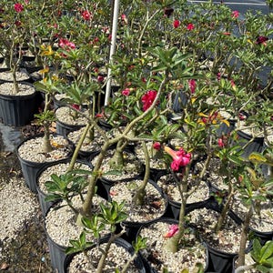 Desert Rose – Adenium obesum 10 Inch Pot, Colorful Tropical Succulent, Bonsai-Style Caudex, Drought-Tolerant Patio Plant image 12
