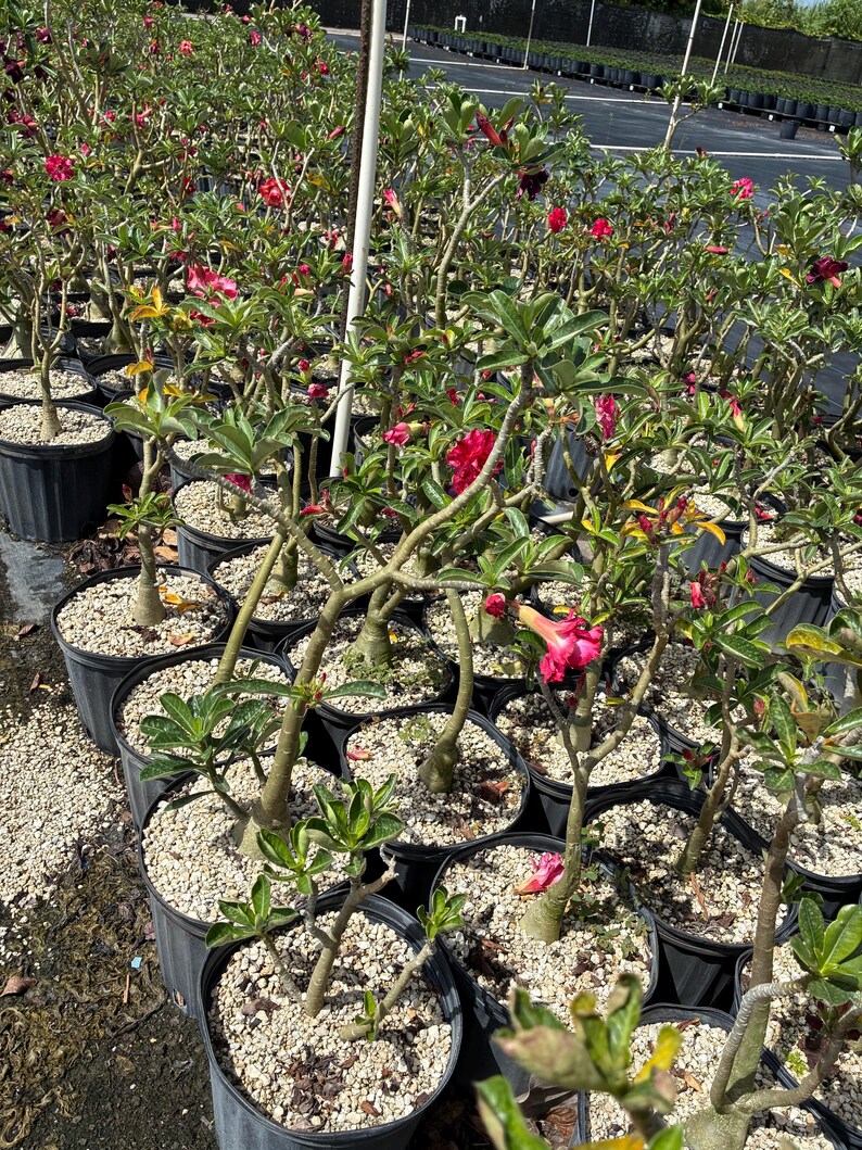 Desert Rose – Adenium obesum 10 Inch Pot, Colorful Tropical Succulent, Bonsai-Style Caudex, Drought-Tolerant Patio Plant image 12