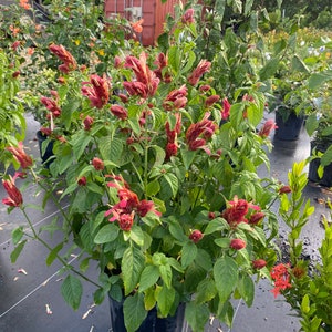 Red Shrimp Plant Justicia brandegeana BUSH FORM 10 inch pot FREE Shipping East Coast and Central States image 9