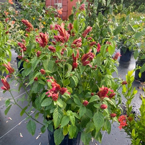 Red Shrimp Plant Justicia brandegeana Bush 10 inch pot Free shipping to Eastern and Central States List of excluded States in Description
