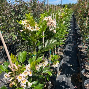 May include: A row of potted plants with white flowers and green leaves. The plants are growing in a nursery setting with black ground cover.