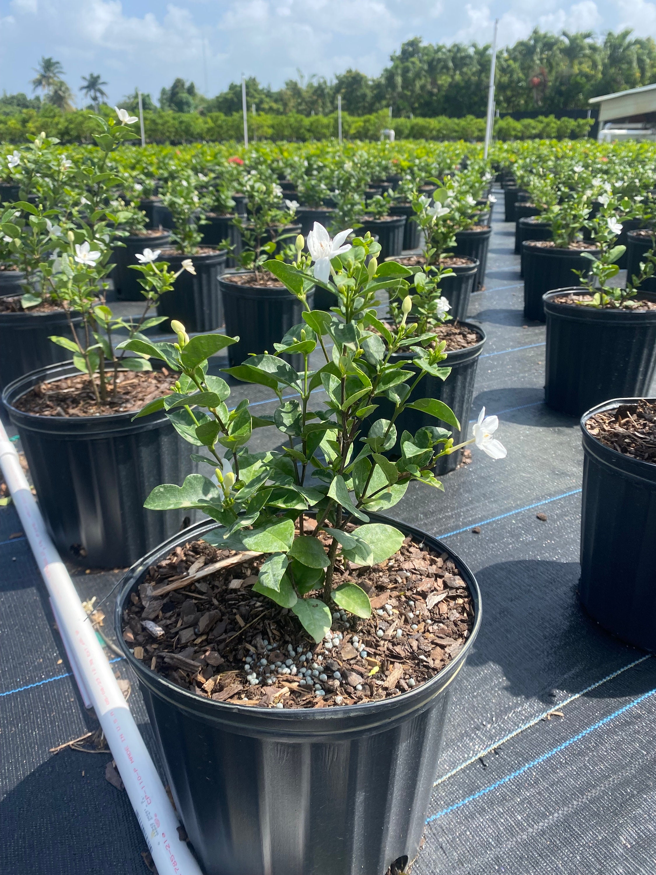 Asian Snow, Wrightia Antidysenterica 10 Inch Pot Live Tropical