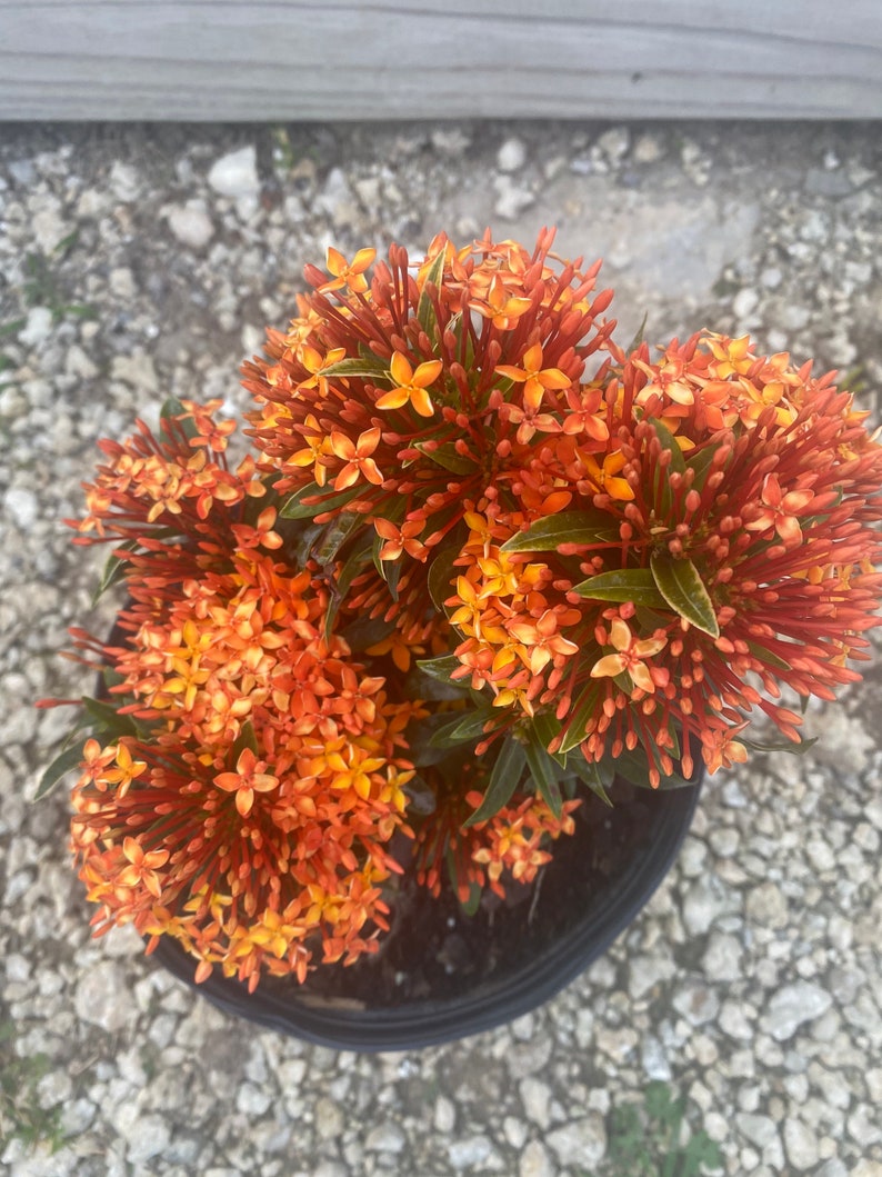 Ixora Taiwanese Carmen Orange Ixora taiwanensis 10 inch pot FREE Shipping East Coast and Central States zdjęcie 7