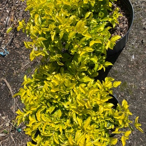 Gold Mound Duranta repens 10 inch pot FREE Shipping East Coast and Central States image 4