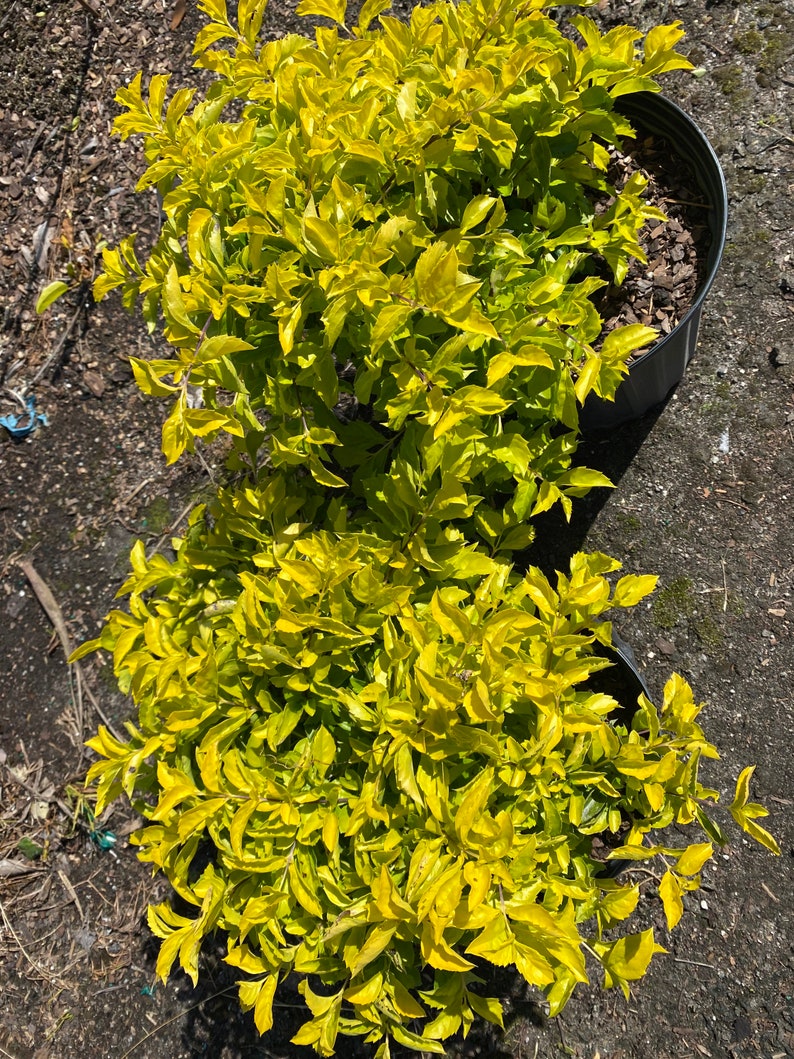 Gold Mound Duranta repens 10 inch pot FREE Shipping East Coast and Central States image 4