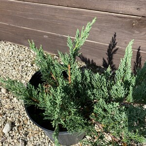 Juniper Parsoni Juniperus chinensis 10 inch pot FREE Shipping East Coast and Central States image 4