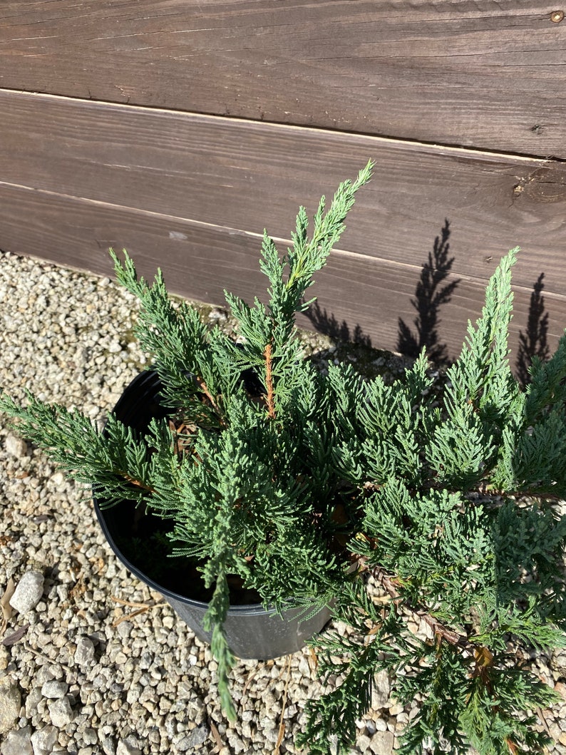 Juniper Parsoni Juniperus chinensis 10 inch pot FREE Shipping East Coast and Central States image 4