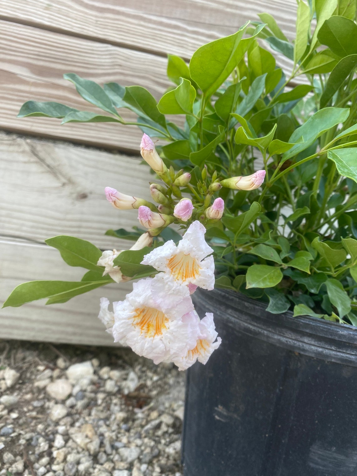 Radermachera Kunmings Dwarf Tree Jasmine bush form 10 inch Etsy