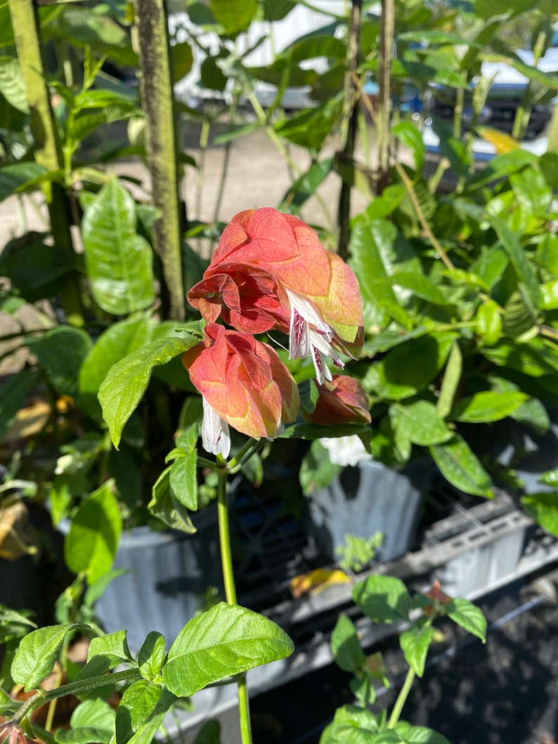 Vine Fruit Cocktail Shrimp Plant / Justicia Brandegeana 10 Etsy