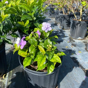 Yesterday Today and Tomorrow Brunfelsia pauciflora floribunda BUSH FORM 10 inch pot FREE Shipping East Coast and Central States image 7