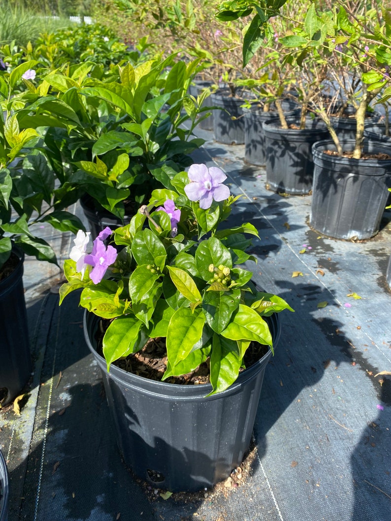 Yesterday Today and Tomorrow Brunfelsia pauciflora floribunda BUSH FORM 10 inch pot FREE Shipping East Coast and Central States image 7