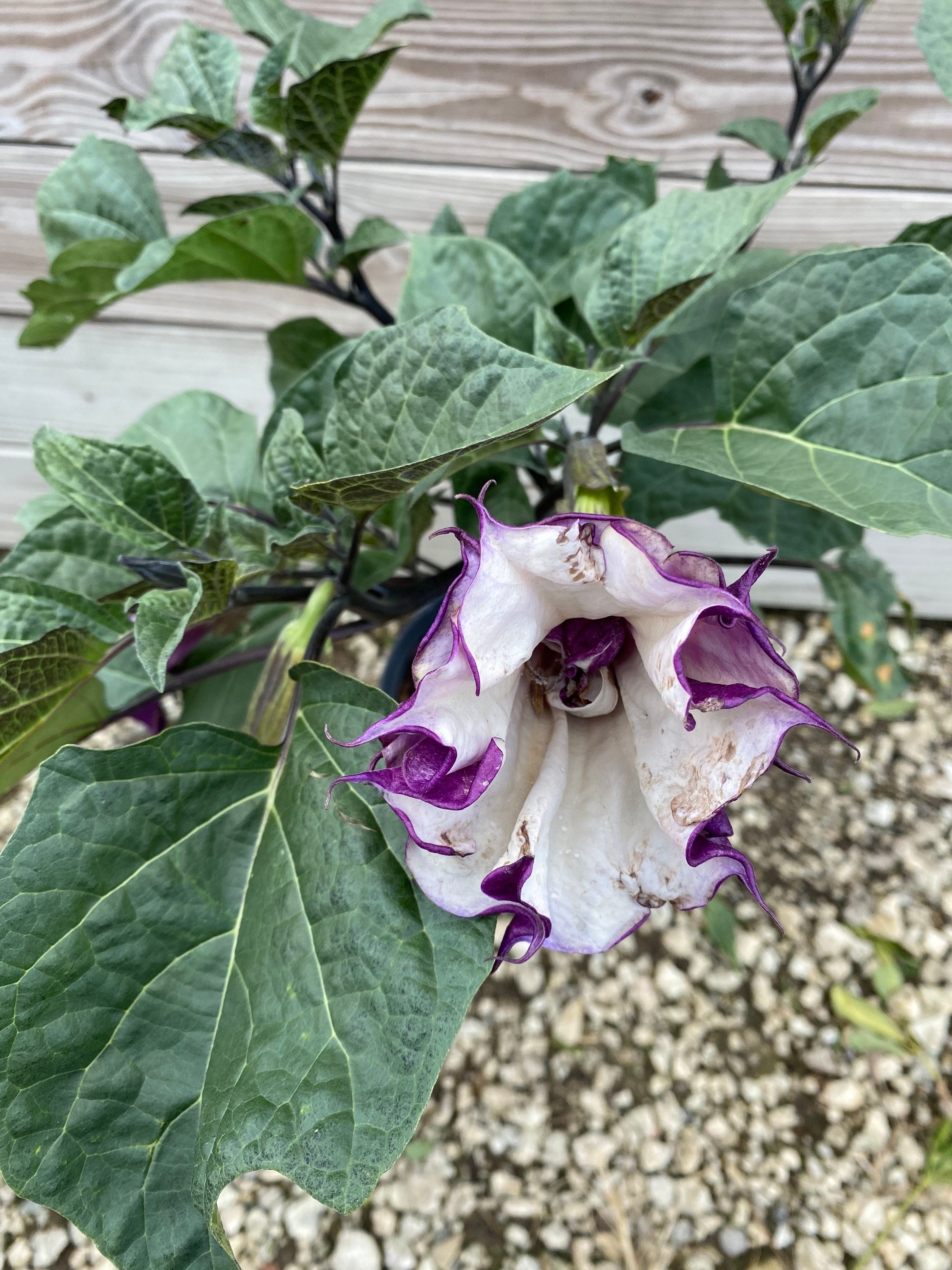 Devils Trumpet Datura Metel 10 Inch Pot Etsy Polska