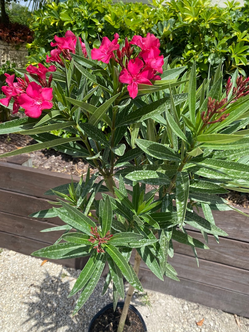 Oleander Calypso Pink Nerium Oleander TREE FORM 10 Inch Pot Etsy