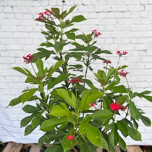 Jatropha integerrima red Peregrina Spicy Jatropha  10 inch pot Free shipping to Eastern and Central States, Excluded States in Description
