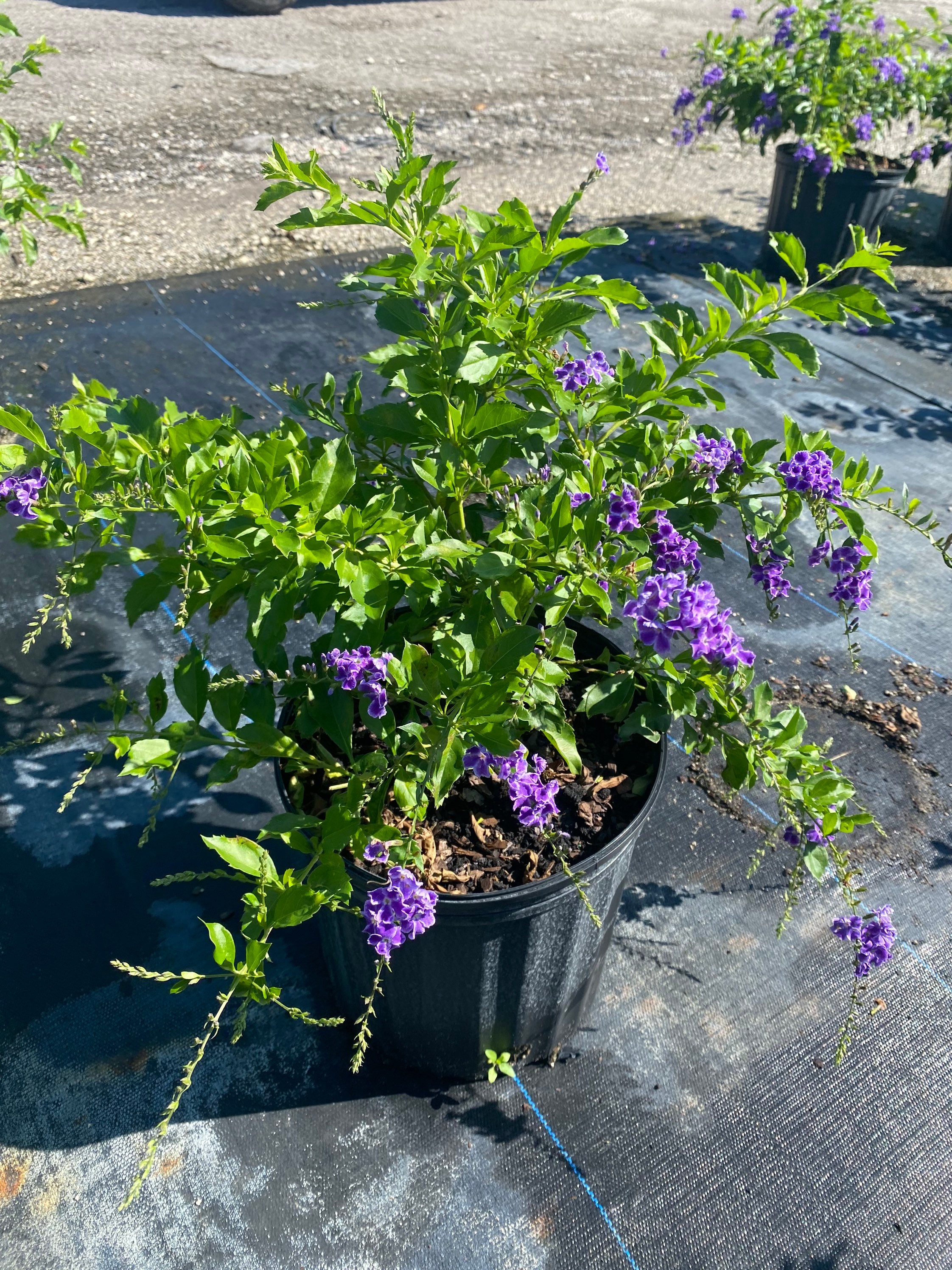 Dew Drop 'sapphire Showers' – Duranta Erecta 10 Inch Pot, Tropical