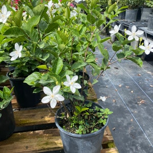 Asian Snow Wrightia antidysenterica 6 inch pot FREE Shipping East Coast and Central States image 4