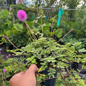 May include: A potted plant with delicate green leaves and a single pink flower. The plant is being held by a hand.