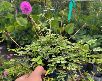 May include: A potted Neptunia plena plant featuring delicate, fern-like pinnate leaves and a single vibrant, spherical pink flower head. The plant has several slender, upright stems topped with small, green, unopened flower buds.