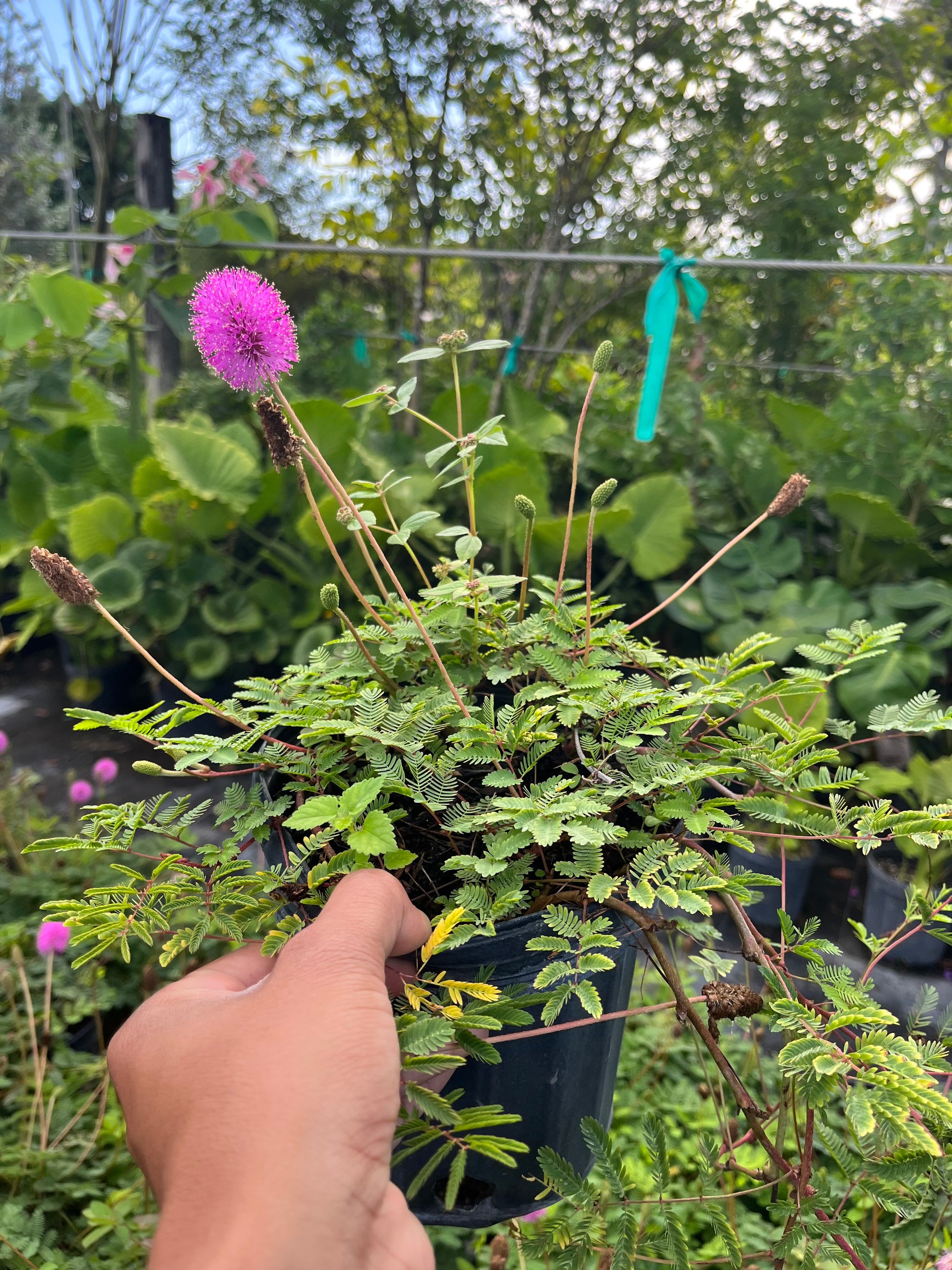 Sunshine Mimosa – Mimosa Strigilosa 6 Inch Pot. Pink Powderpuff