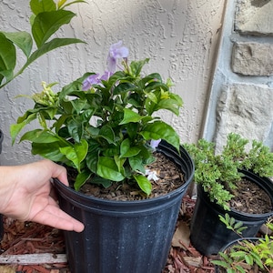Yesterday Today and Tomorrow Brunfelsia pauciflora floribunda BUSH FORM 10 inch pot FREE Shipping East Coast and Central States image 6