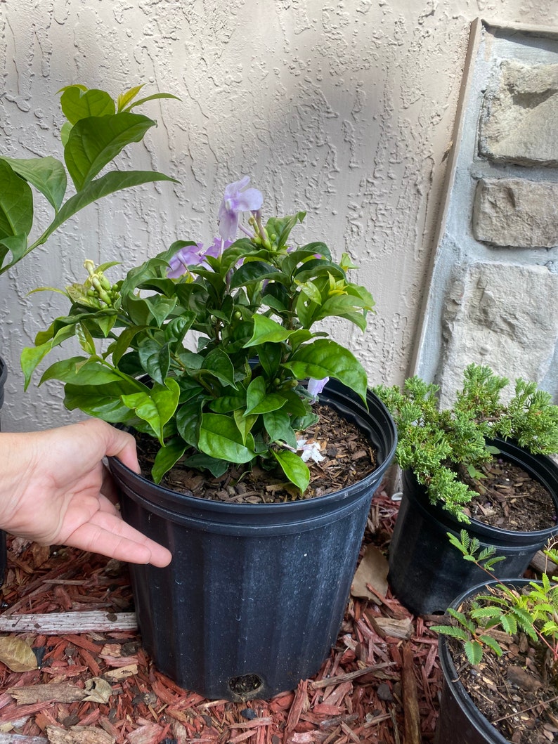 Yesterday Today and Tomorrow Brunfelsia pauciflora floribunda BUSH FORM 10 inch pot FREE Shipping East Coast and Central States image 6