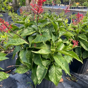 Red Firespike Odontonema Strictum 10 inch pot FREE Shipping East Coast and Central States image 6