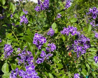 Dew drop Duranta Sapphire showers 14” inch pot  Standard TREE FORM Special price!  FREE Shipping East Coast and Central States