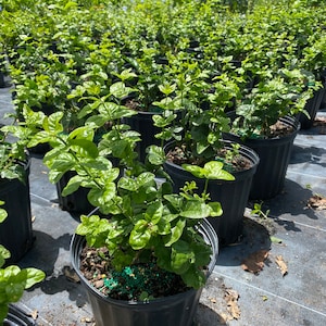 May include: A row of potted green plants with dark green leaves. The plants are in black plastic pots and are sitting on a black landscape fabric.
