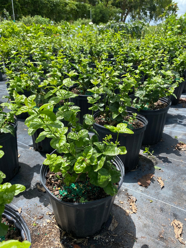 May include: A row of potted green plants with dark green leaves. The plants are in black plastic pots and are sitting on a black landscape fabric.