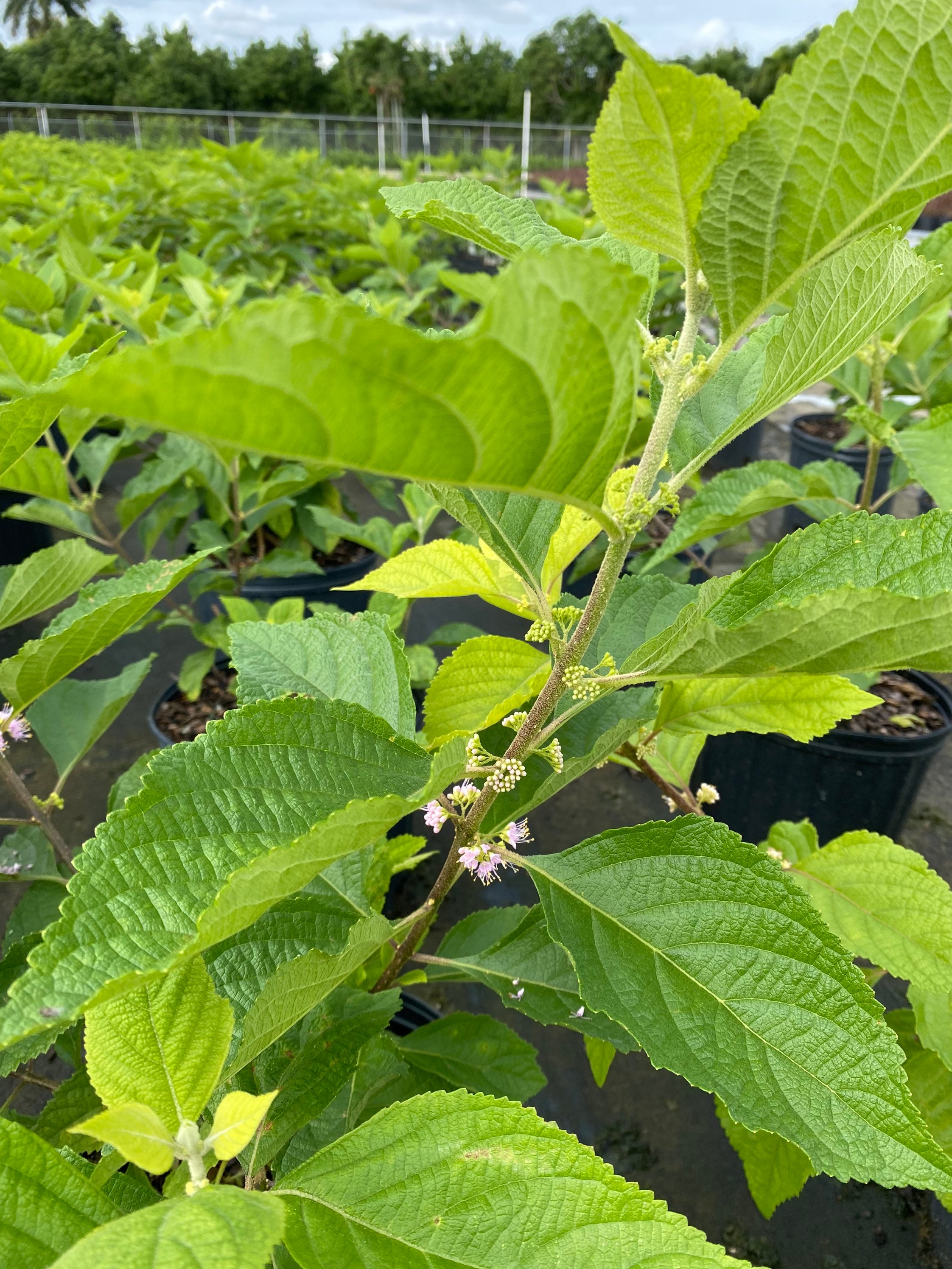 10112187826133528363