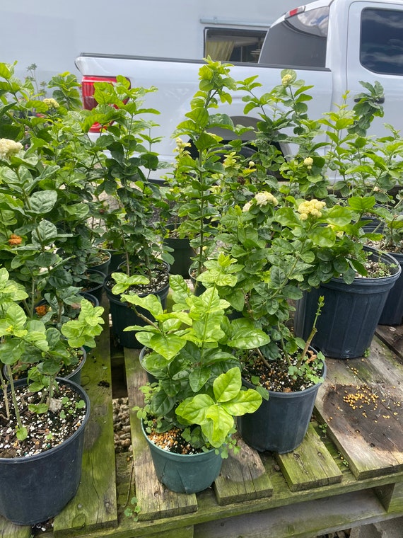 black mint plant Black Mint Huacatay – Sejahtera Seeds and Bulbs main image 1