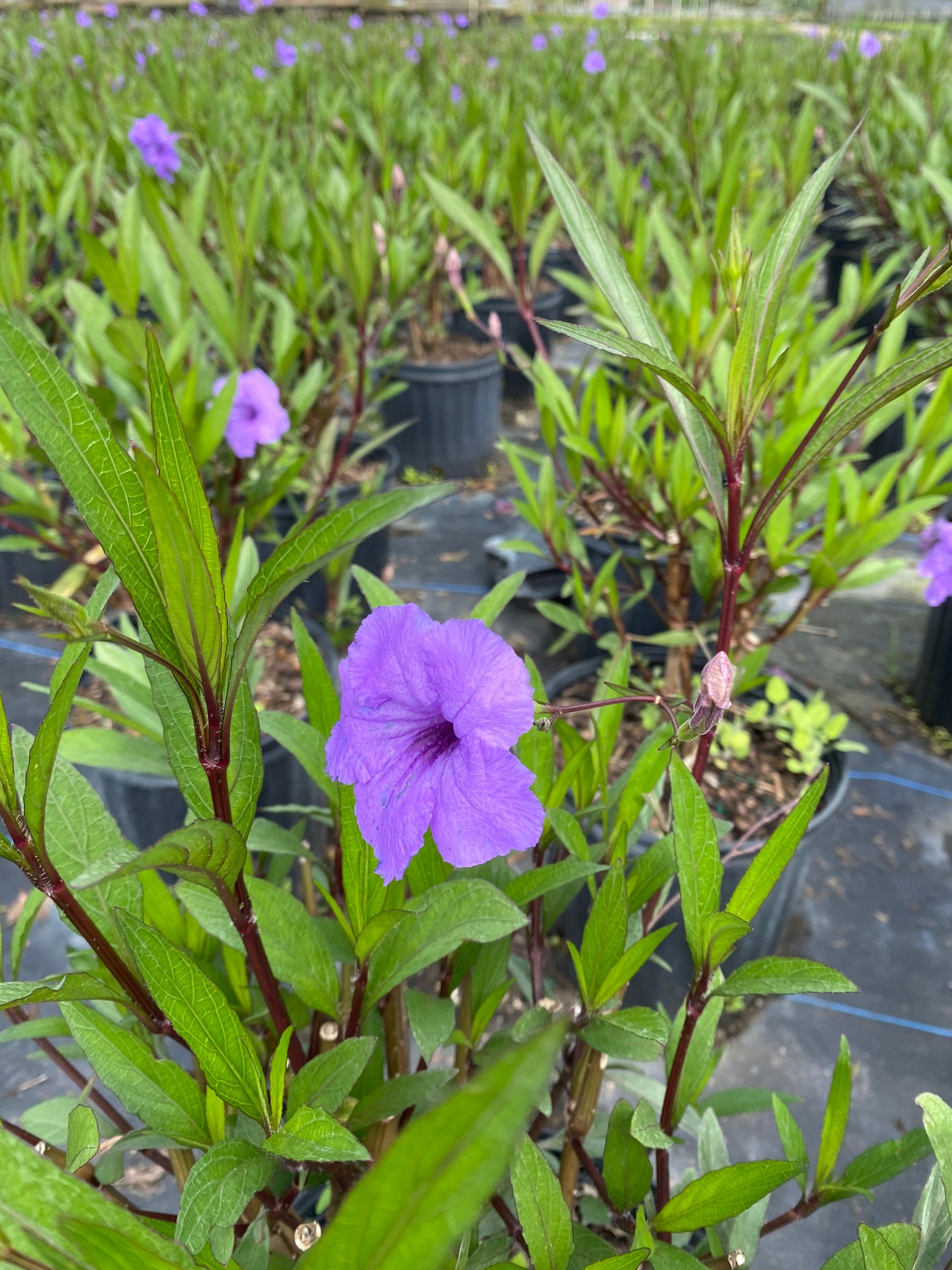 Ruellia Purple Mexican Petunia Simplex 10 Inch Pot - Etsy