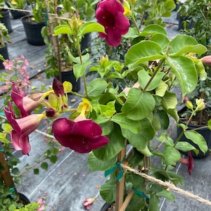 Allamanda Purple Vine Mini Red Allamanda blanchetii 10 inch pot FREE Shipping East Coast and Central States image 5